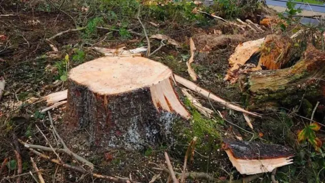 प्रातिनिधिक फोटो 