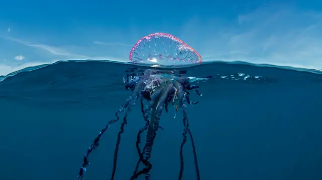 పోర్చుగీస్ మ్యాన్ ఓవార్ జెల్లీ ఫిష్‌