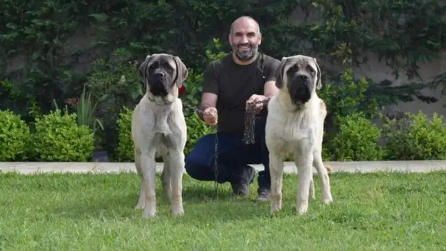 جهاد الحاج مربي وخبير سلالات كلاب مع كلبين من سلالة ماستيف إنجليزي