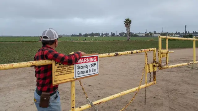 Un hombre vestido con una camisa a cuadros rojos y negros, pantalones vaqueros y una visera observa, apoyado en una valla, a los trabajadores que recogen fresas en un campo de Oxnard, California, Estados Unidos, el 12 de junio de 2025. (Foto: Apu GOMES / AFP) (Photo by APU GOMES/AFP via Getty Images)