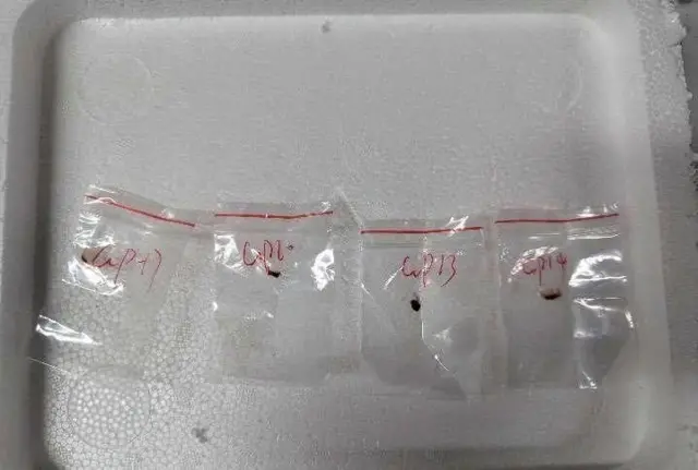 काश पटेल यांनी सांगितलं की, ही बुरशी प्राण्यांबरोबरच माणसांमध्येही गंभीर आजारांचे कारण ठरू शकते.