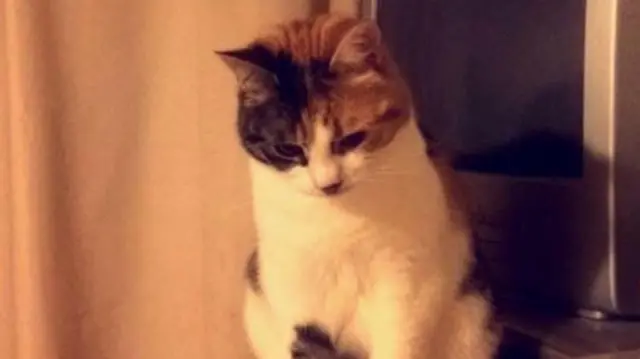 身体は白く、背中と顔に茶色いもようの入った猫が、座って下を向いている