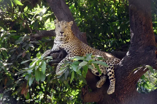 પ્રતીકાત્મક તસવીર