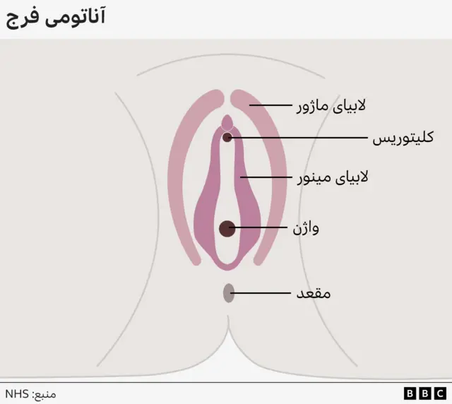 گرافیکی از آناتومی آلت تناسلی زن