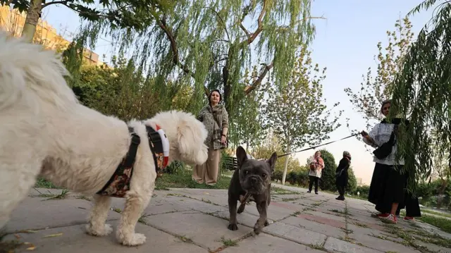 ایرانیان در ۸ ژوئن ۲۰۲۵ سگهای خود را در پارکی در تهران به گردش میبرند. رسانههای داخلی در ۸ ژوئن گزارش دادند که مقامات ایرانی با استناد به نگرانیهای مربوط به سلامت عمومی، نظم اجتماعی و ایمنی، ممنوعیت پیادهروی سگها در اماکن عمومی را به چندین شهر در سراسر کشور گسترش دادهاند. داشتن سگ و پیادهروی سگ از زمان انقلاب اسلامی ۱۹۷۹ در ایران موضوعی بحثبرانگیز بوده است، اگرچه هیچ قانونی وجود ندارد که صراحتاً مالکیت سگ را ممنوع کند.
