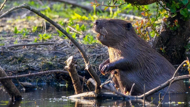 نام «ماه سگ آبی» از سنت بومیان آمریکای شمالی می‌آید. آنها ماه کامل نوامبر را با فعالیت پرجنب‌وجوش سگ‌های آبی در ساخت لانه‌های زمستانی‌ ساخت سد و ذخیره‌ی غذا همزمان می‌دانستند. این نام بعدها در فرهنگ اروپایی نیز رواج یافت. سگ آبی نماد سخت‌کوشی و هماهنگی با طبیعت است و بازگرداندنش به زیست‌بوم، نشانه احیای حیات رودخانه‌هاست.