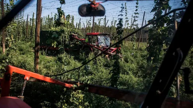 Хміль краще росте у вузькому температурному діапазоні й не терпить ні зайвого тепла, ні зайвого холоду.