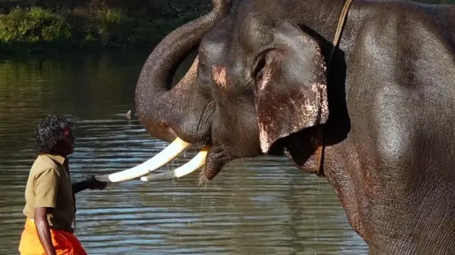 எலிபெண்ட் விஸ்பரர்ஸ் பொம்மன், பெள்ளி