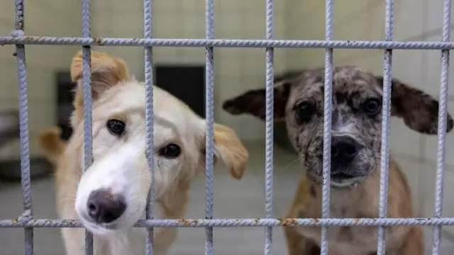 пси у прихватилишту 