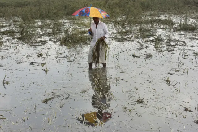 धान, चावल