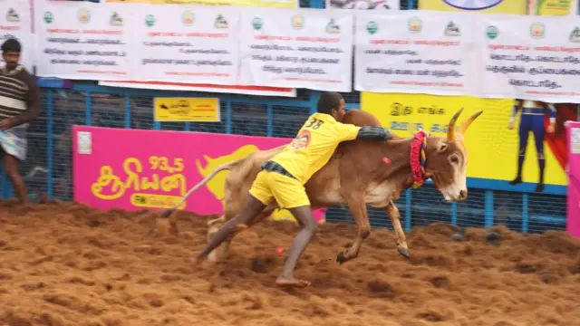 பாலமேடு ஜல்லிக்கட்டு