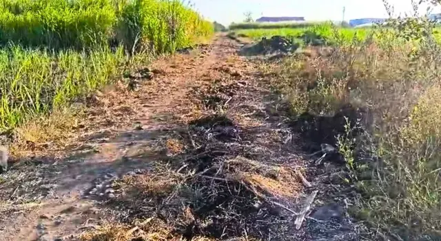 उसाचं शेत