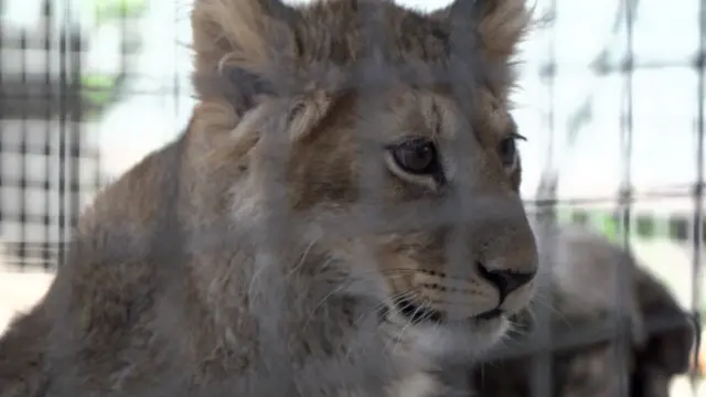 Сырттандын сынын караңыз...