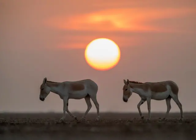 ઘુડખર, જંગલી ગધેડાં, ગુજરાત, કચ્છનું રણ, અગરિયાઓ, સહજીવન, બીબીસી ગુજરાતી 