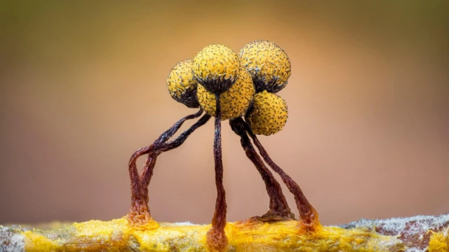 Fotografija sluzave plesni iz izuzetno krupnog plana. Izgleda kao pet žutih sfera na savijenim smeđim stabljikama.