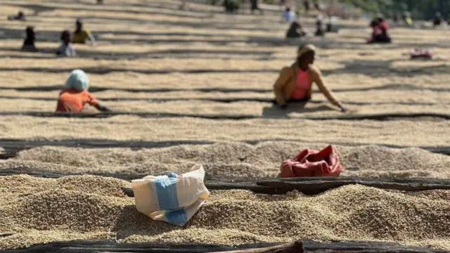 Namoota buna qasharame hafaa jiran