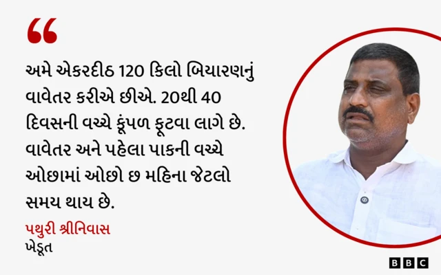 ખેડૂત , મીઠા લીમડાની ખેતી, બીબીસી ગુજરાતી