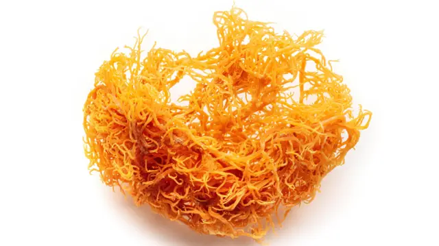 морський мох