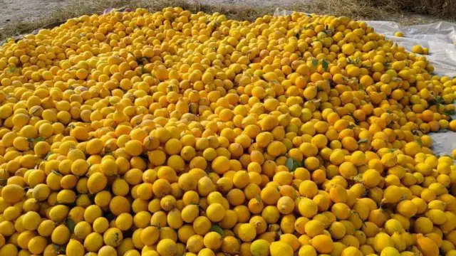 Өрүкзарлуу Баткендин лимону...