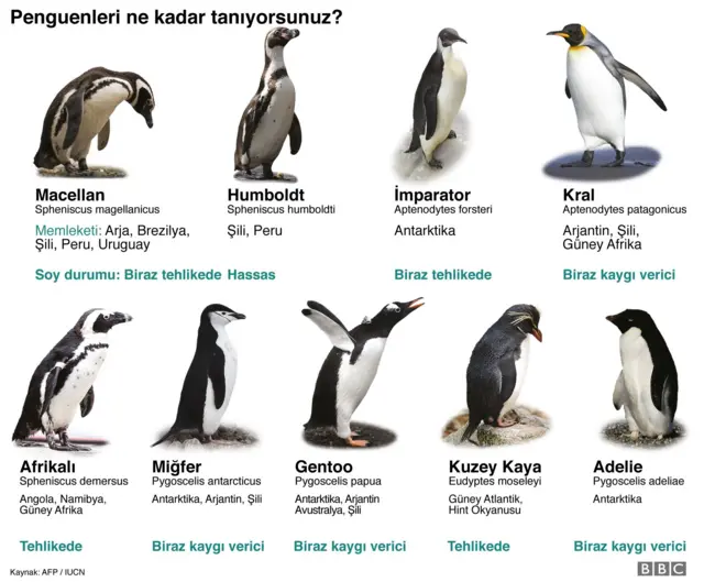 penguenler