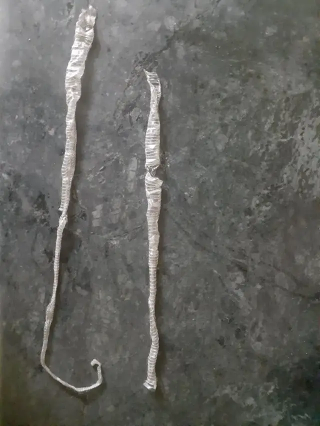 सापाची कात