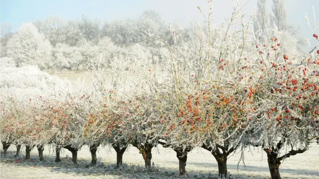 Яблочные деревья в инее