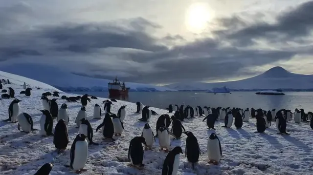 اینٹارکٹکا 