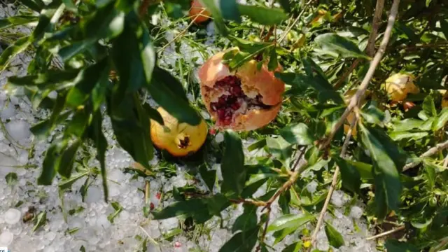 د ملي ټلویزیون په رپوټ کې ویل شوي، د ژلۍ له کبله د کاپیسا انارو ته زیان اوښتی 