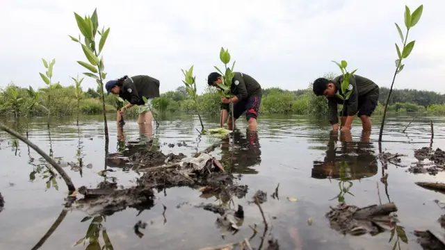 Mahasiswa menanam mangrove di Pesisir Danau Siombak, Medan Marelan, Medan, Sumatera Utara, Kamis (5/6/2025).