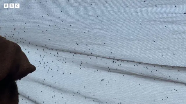 डास आणि गावाची गोष्ट