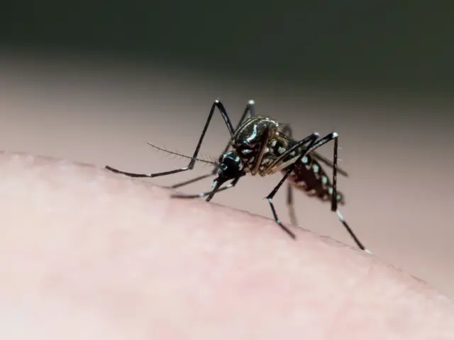 Nyamuk Aedes aegypti