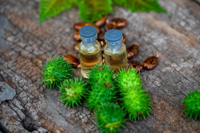 ગુજરાત પોલીસે એરંડાના બીજ તો જપ્ત કરી લીધાં હતાં