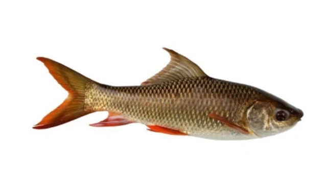 नेपालका विभिन्न नदीहरूमा प्राकृतिक रूपमै पनि पाइने रहु माछा