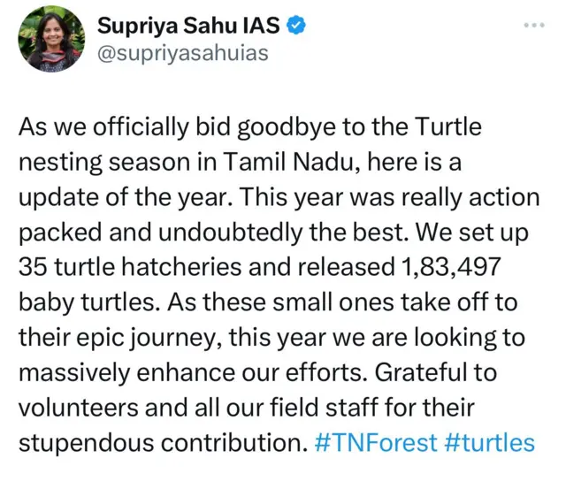 கடல் ஆமைகள் குஞ்சு பொரித்தல்