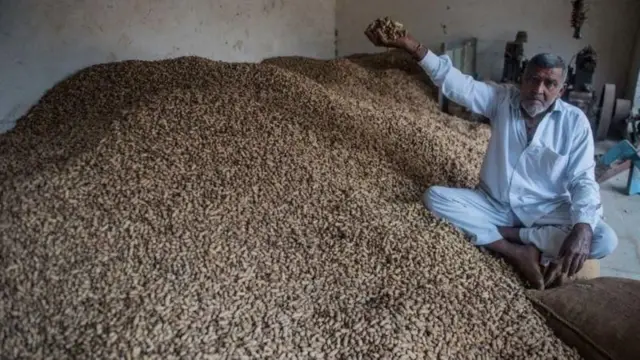 ગુજરાતમાં મગફળીનો પાક