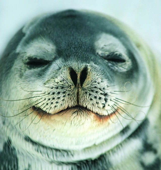 Foca de olhos semifechados com o focinho em direo  cmera