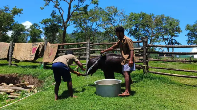 யானைகள், முதுமலை புலிகள் காப்பகம்