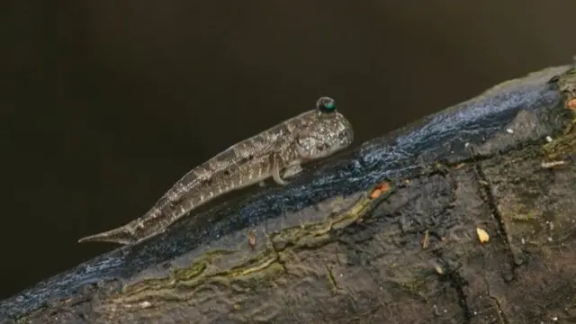 మడ్ స్కిపర్ చేపలు