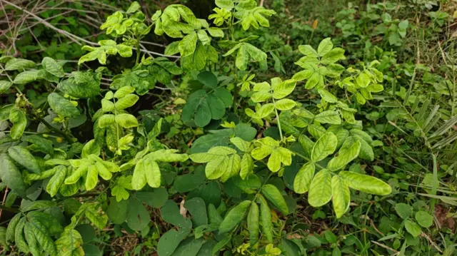 एटोळ जब्बा, या भाजीला मराठीत तरोटा किंवा टाकळा असं म्हणतात