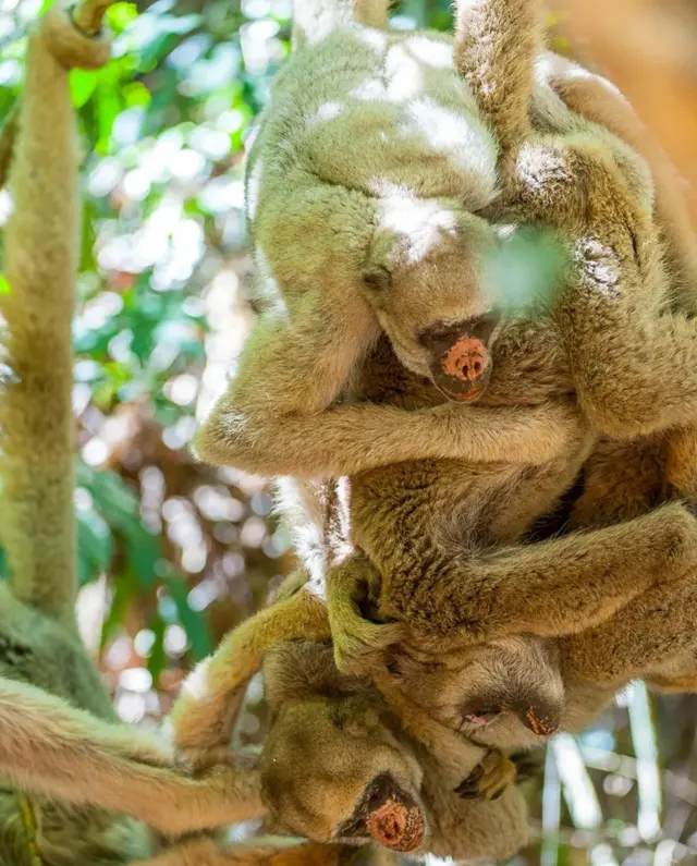 나무 위에서 생활하는 북부 무리키는 지구상에서 가장 평화로운 영장류로 묘사된다