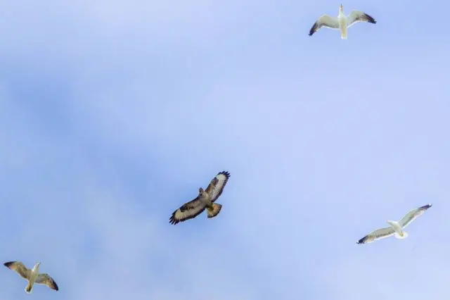 শঙ্খচিলদের সাথে উড়ে বেড়ানো একটি বাজপাখি