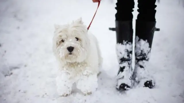 हिवाळ्यात कुत्र्याला बाहेर फिरायला नेताना काळजी घेतली पाहिजे.