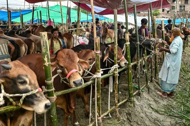 কোরবানির পশুর একটি হাটে বাঁশের বেড়ার সঙ্গে কতগুলো গরু বাঁধা, সামনে দাঁড়িয়ে আছেন পাঞ্জাবি ও লুঙ্গি পরা একজন ব্যক্তি