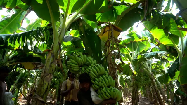 భారత్, ఆంధ్రప్రదేశ్, అరటి, రైతులు, అమెరికా, ఇరాన్, మిడిల్ ఈస్ట్