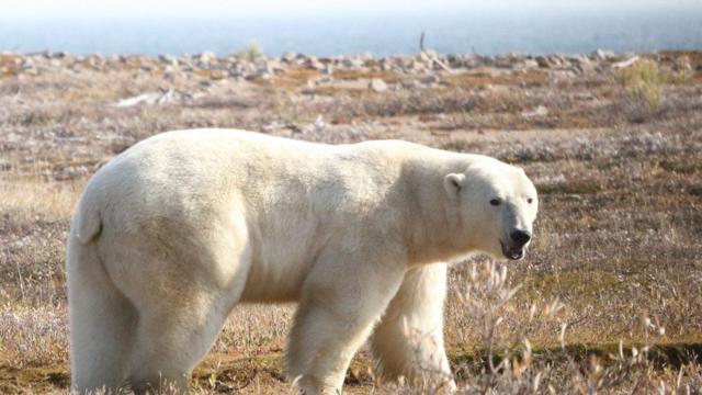 Urso polar caminhando