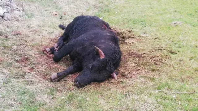 I snažni vo je bio žrtva medveda nedavno