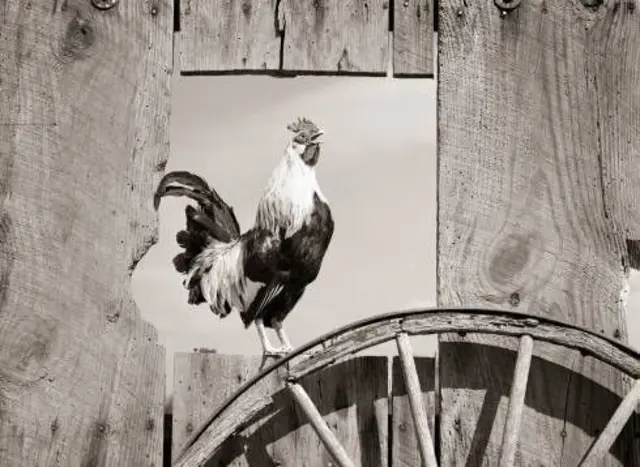 সকালে ঘুম থেকে ওঠার জন্য মোরগের ডাকের উপর নির্ভরতা দীর্ঘদিনের চল