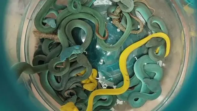 મુંબઈ ઍરપૉર્ટ, ઝેરી સાપ, વાઇપર, બીબીસી ગુજરાતી
મુસાફર પાસે ત્રણ સ્પાઇડર-ટેલ્ડ હૉર્ન્ડ વાઇપર, પાંચ એશિયાઈ લીફ ટર્ટલ અને 44 ઇન્ડોનેશિયાઈ પિટ વાઇપર જપ્ત કરવામાં આવ્યા છે.