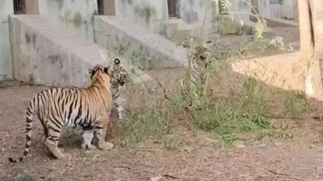 நாய்களும் புல் தின்னுமா?