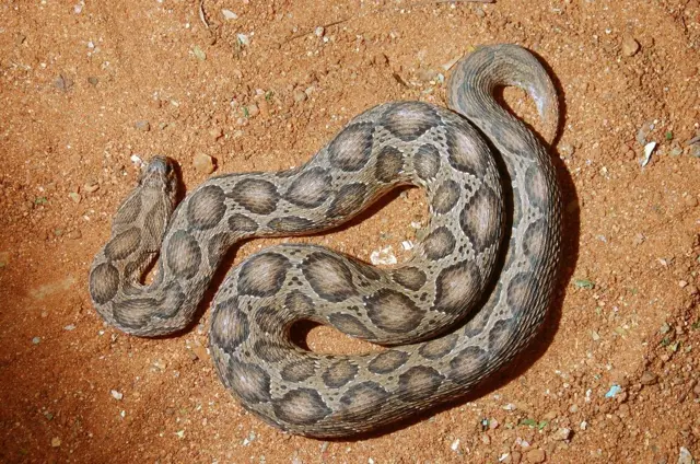 பாம்புகள்